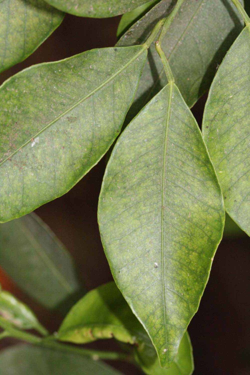              Unifoliolate leaf (Riverside, CA)       